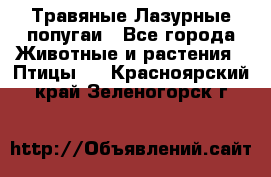 Травяные Лазурные попугаи - Все города Животные и растения » Птицы   . Красноярский край,Зеленогорск г.